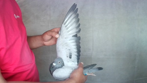 Pigeon image