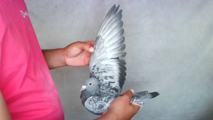 Pigeon image