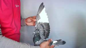 Pigeon image