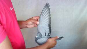 Pigeon image
