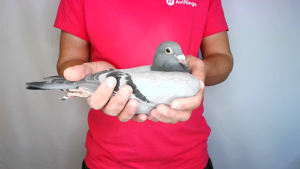 Pigeon image