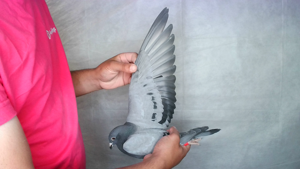 Pigeon image