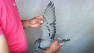 Pigeon image