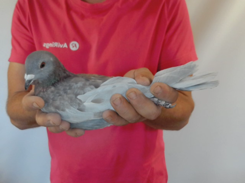 Pigeon image