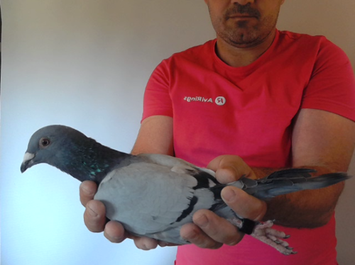 Pigeon image