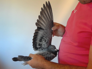 Pigeon image