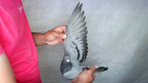 Pigeon image