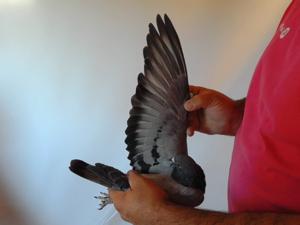 Pigeon image
