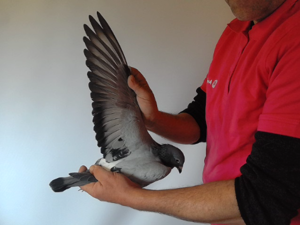 Pigeon image