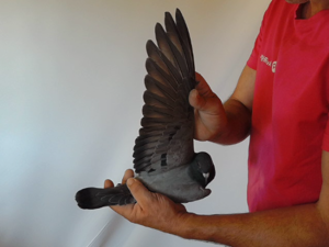 Pigeon image