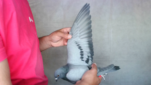 Pigeon image