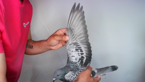 Pigeon image