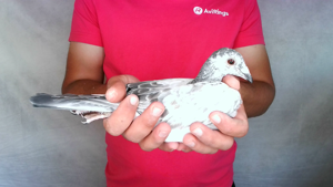 Pigeon image
