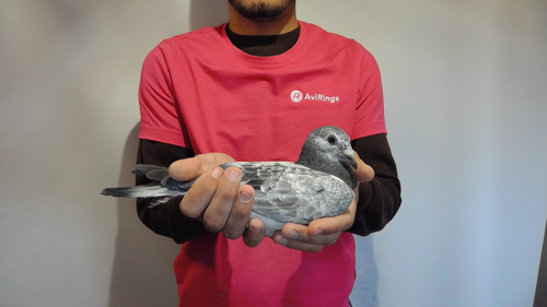 Pigeon image