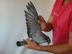 Pigeon image