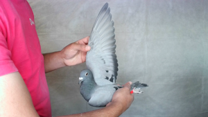 Pigeon image