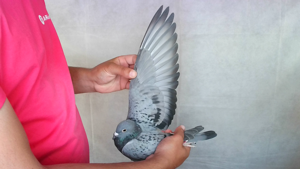Pigeon image