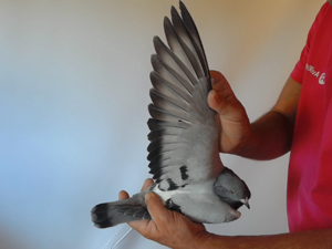Pigeon image