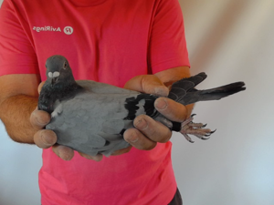 Pigeon image