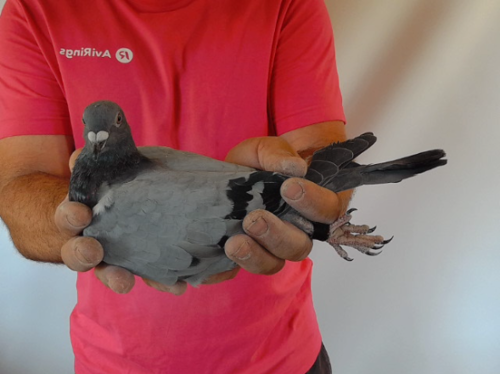 Pigeon image
