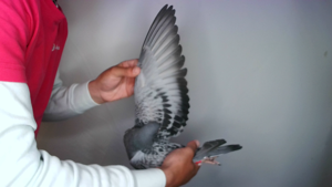 Pigeon image