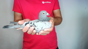 Pigeon image