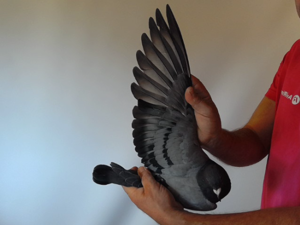 Pigeon image