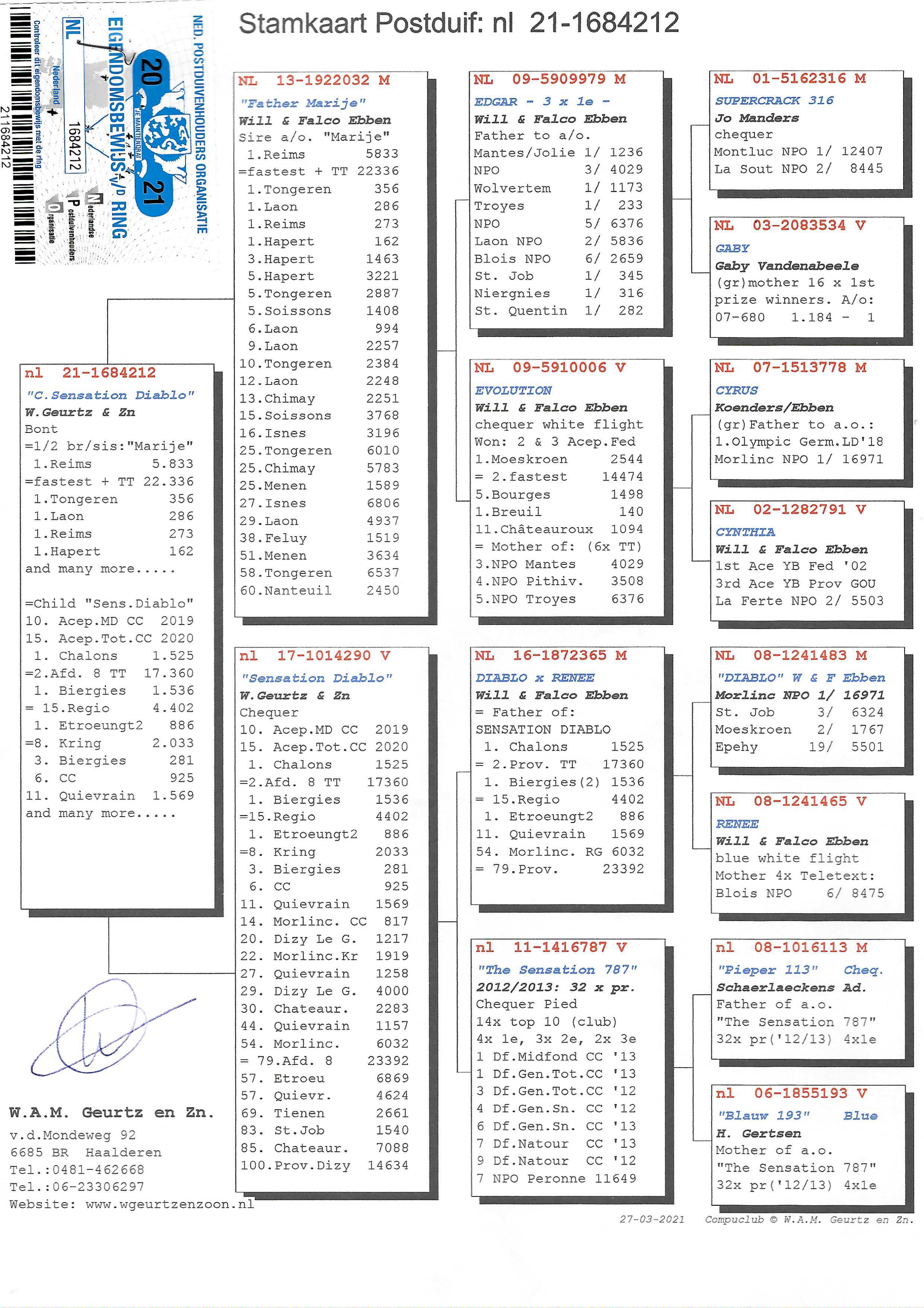 Pigeon pedigree image