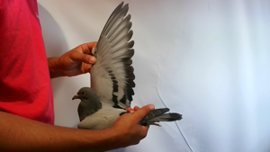 Pigeon image