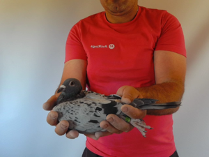 Pigeon image
