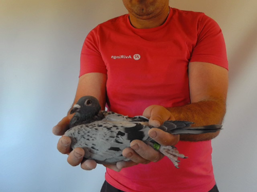 Pigeon image
