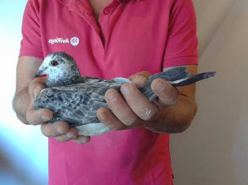 Pigeon image