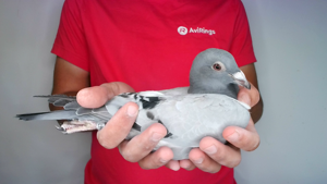 Pigeon image
