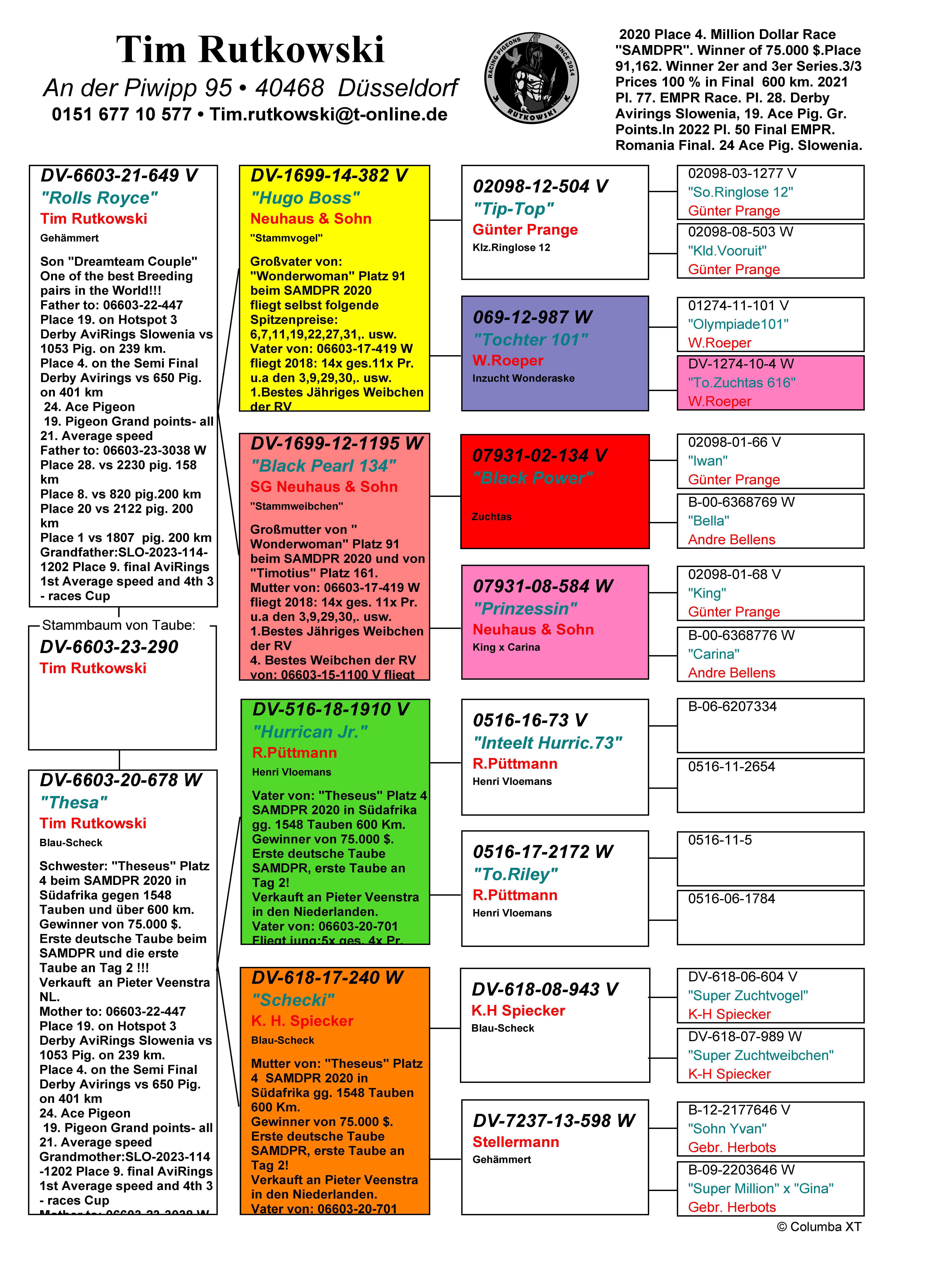 Pigeon pedigree image