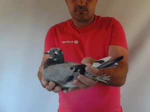 Pigeon image