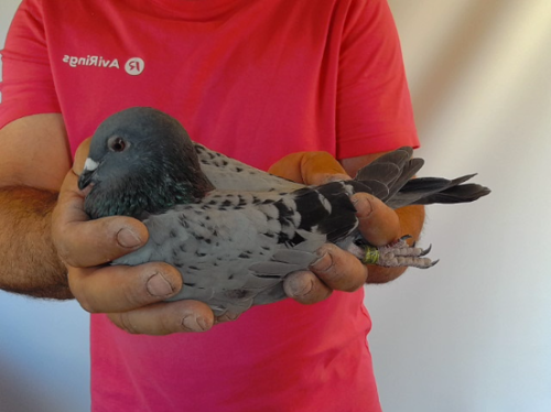 Pigeon image