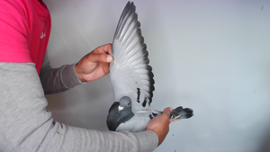 Pigeon image