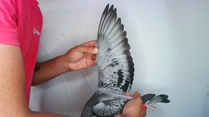 Pigeon image