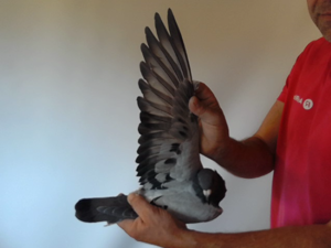 Pigeon image