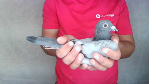 Pigeon image