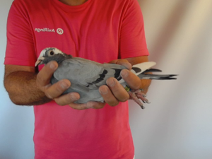 Pigeon image