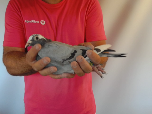 Pigeon image