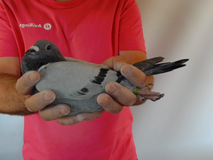 Pigeon image