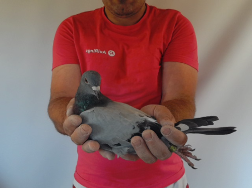 Pigeon image