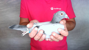 Pigeon image