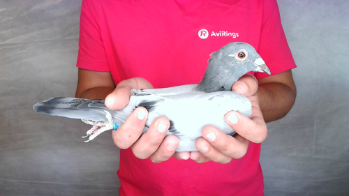 Pigeon image