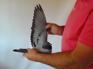 Pigeon image