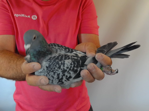 Pigeon image