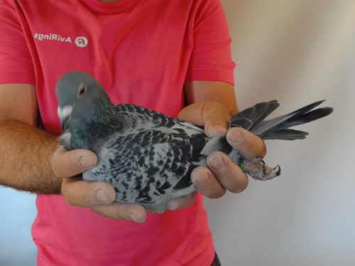 Pigeon image