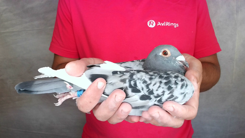 Pigeon image